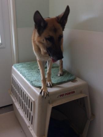 Canine on Crate